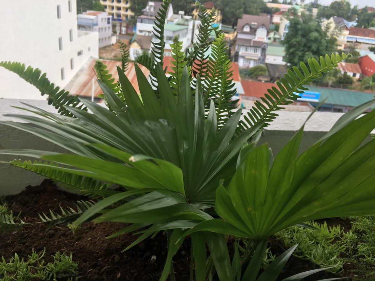 Ivy Hotel Dalat 외부 사진